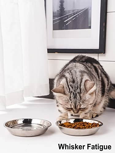 Cat eating from a shallow dish beside a water bowl.