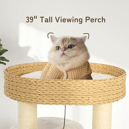 Cat sitting in a tall viewing perch.
