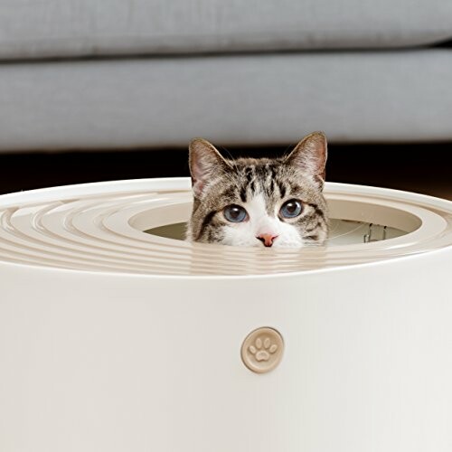 Cat peeking out of a round white container.
