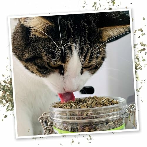 Cat sniffing a jar of catnip