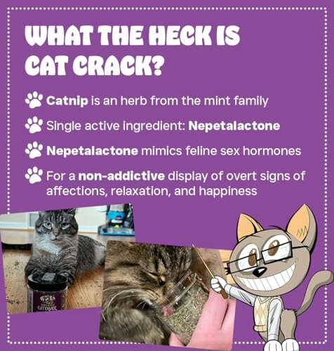 Informational graphic on catnip effects with images of cats and cartoon cat.