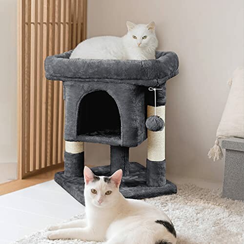 Two cats on and near a grey cat tree