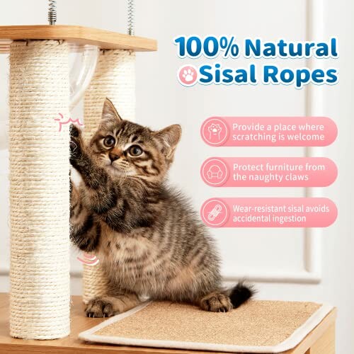 Kitten scratching sisal rope post with benefits highlighted.