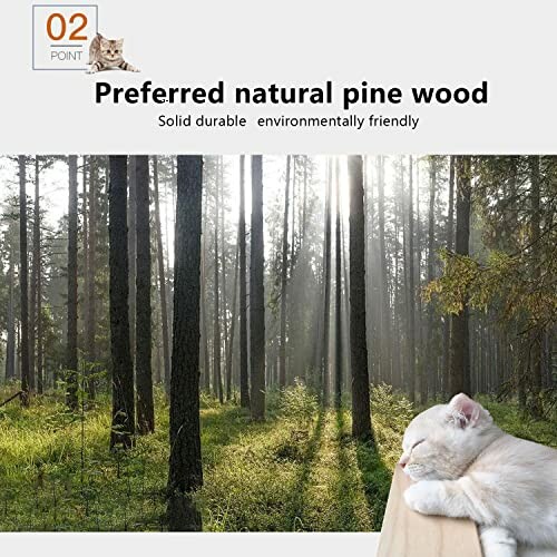 Forest scene with natural pine trees and a sleeping cat in the foreground.