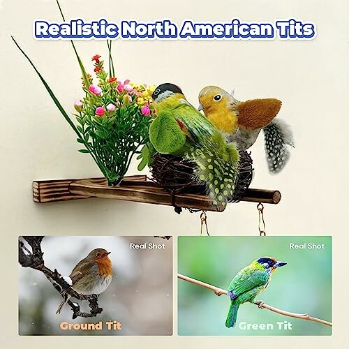 Decorative model of North American tits with real bird photos