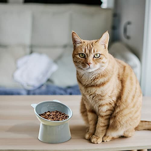 Orange cat sitting beside a food bowl on a table.